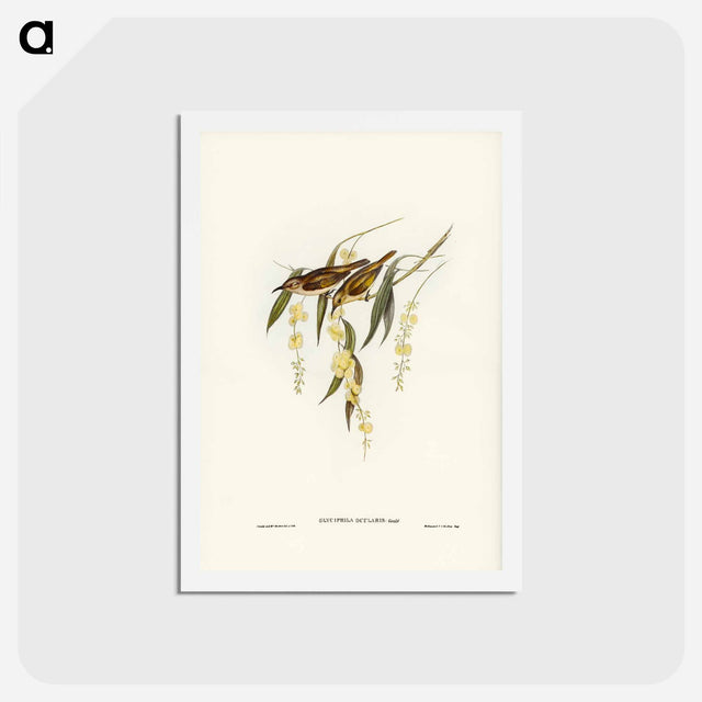 アートポストカード-Brown Honey-eater
 - ジョン グールド Postcard.