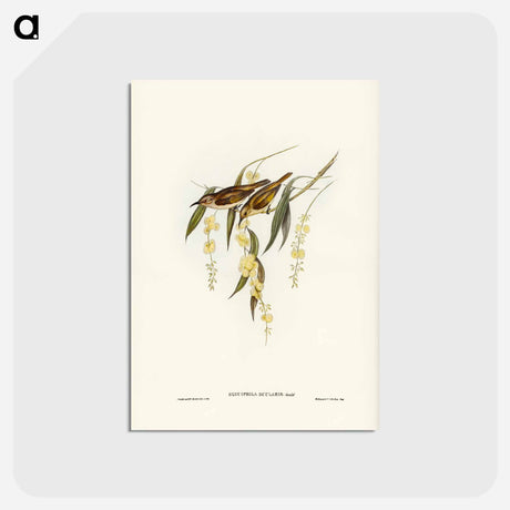 アートポストカード-Brown Honey-eater
 - ジョン グールド Postcard.