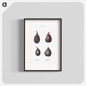 アートポスター-Figs (Ficus) - ピエール ジョゼフ ルドゥーテ Poster.