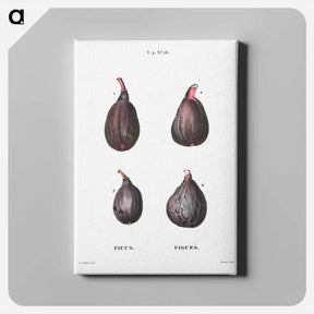 アートパネル-Figs (Ficus) - ピエール ジョゼフ ルドゥーテ Canvas.