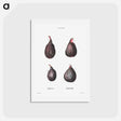 アートポストカード-Figs (Ficus) - ピエール ジョゼフ ルドゥーテ Postcard.