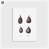 アートポストカード-Figs (Ficus) - ピエール ジョゼフ ルドゥーテ Postcard.