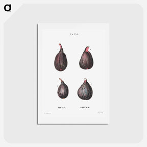 アートポストカード-Figs (Ficus) - ピエール ジョゼフ ルドゥーテ Postcard.