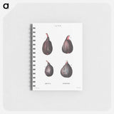 Figs (Ficus) - ピエール ジョゼフ ルドゥーテ Memo.