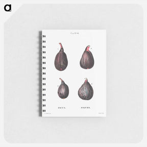 アートメモ帳-Figs (Ficus) - ピエール ジョゼフ ルドゥーテ Memo.