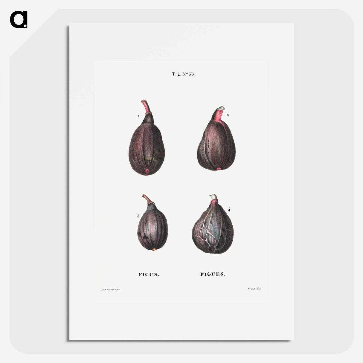 Figs (Ficus) - ピエール ジョゼフ ルドゥーテ Poster.