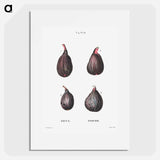 Figs (Ficus) - ピエール ジョゼフ ルドゥーテ Poster.