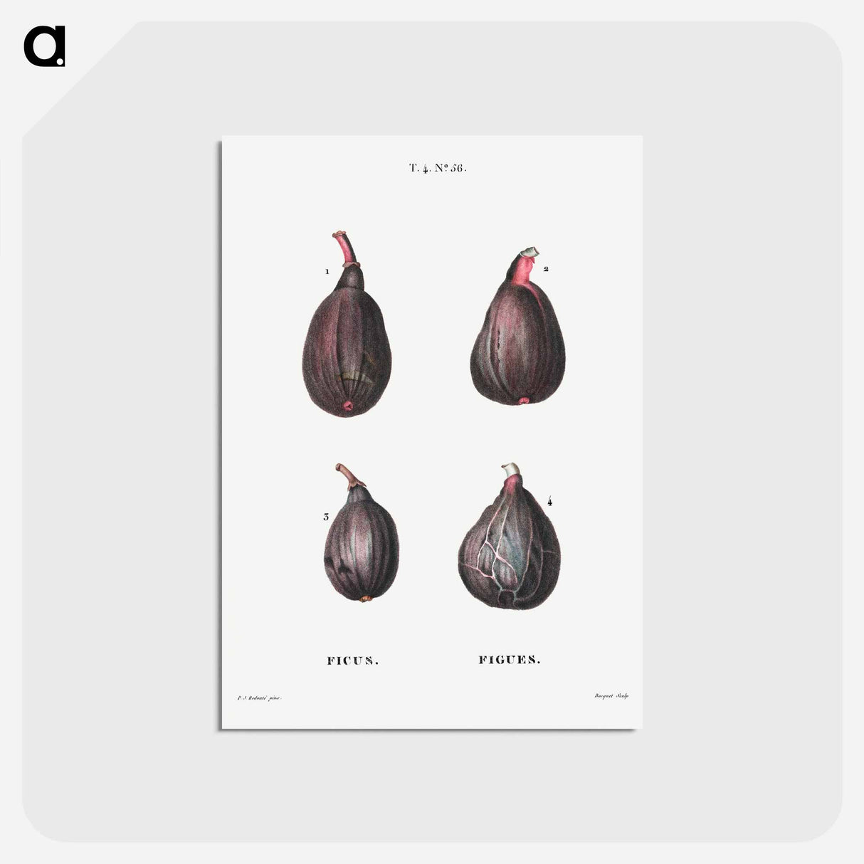 アートポストカード-Figs (Ficus) - ピエール ジョゼフ ルドゥーテ Postcard.