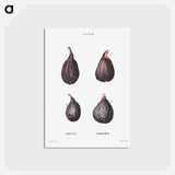 アートポストカード-Figs (Ficus) - ピエール ジョゼフ ルドゥーテ Postcard.