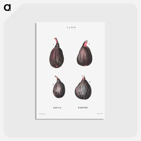アートポストカード-Figs (Ficus) - ピエール ジョゼフ ルドゥーテ Postcard.