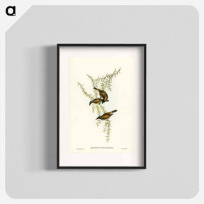 アートポスター-White-throated Honey-eater
 - オーストラリアの鳥 Poster.