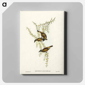 アートパネル-White-throated Honey-eater
 - オーストラリアの鳥 Canvas.