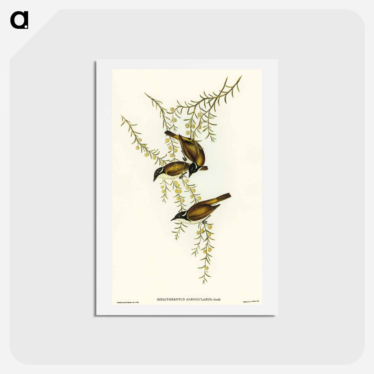 アートポストカード-White-throated Honey-eater
 - オーストラリアの鳥 Postcard.