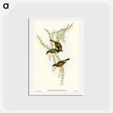 アートポストカード-White-throated Honey-eater
 - オーストラリアの鳥 Postcard.