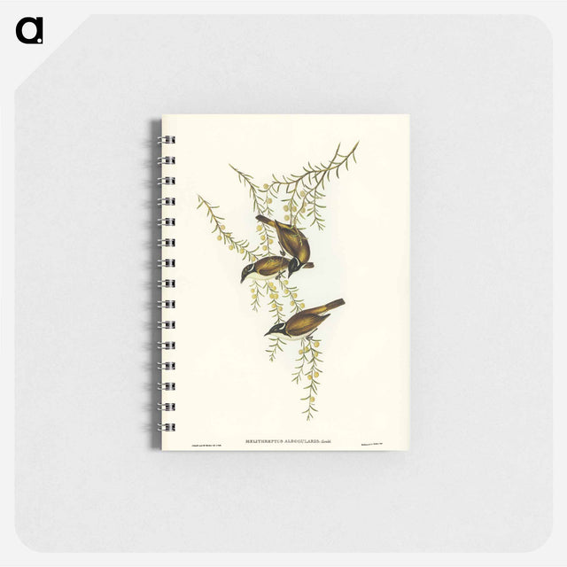 アートメモ帳-White-throated Honey-eater
 - オーストラリアの鳥 Memo.