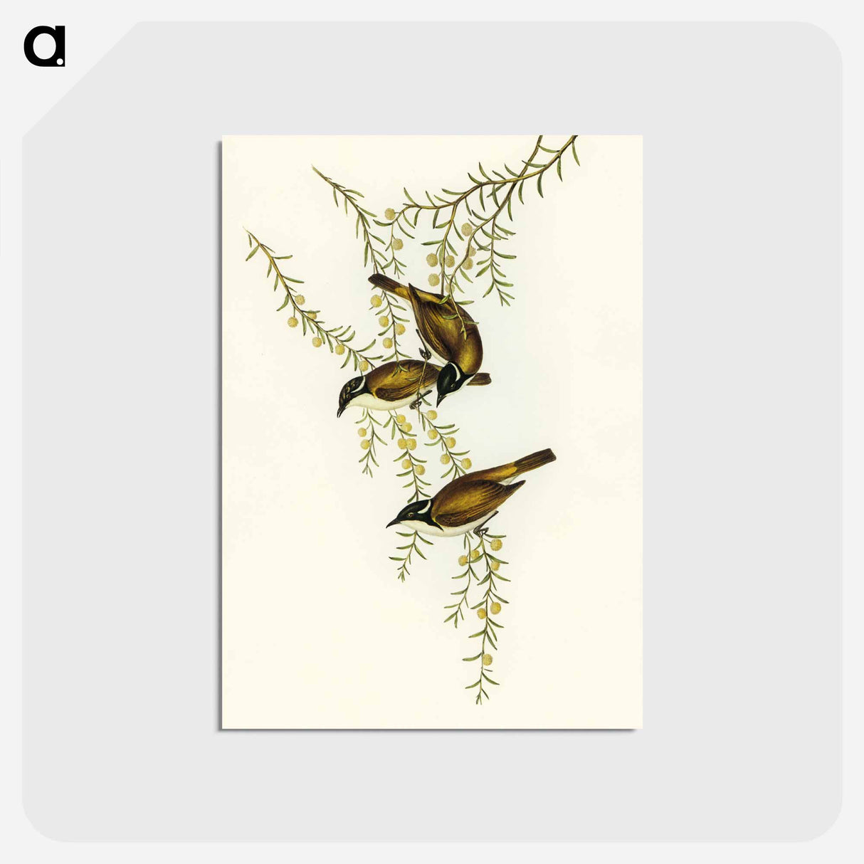 アートポストカード-White-throated Honey-eater
 - オーストラリアの鳥 Postcard.