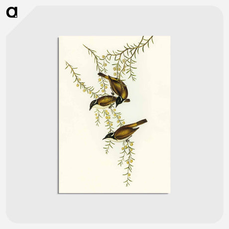 アートポストカード-White-throated Honey-eater
 - オーストラリアの鳥 Postcard.