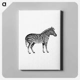 アートパネル-Zebra from Adventures in the Far Interior of South Africa
 - 大英図書館 Canvas.