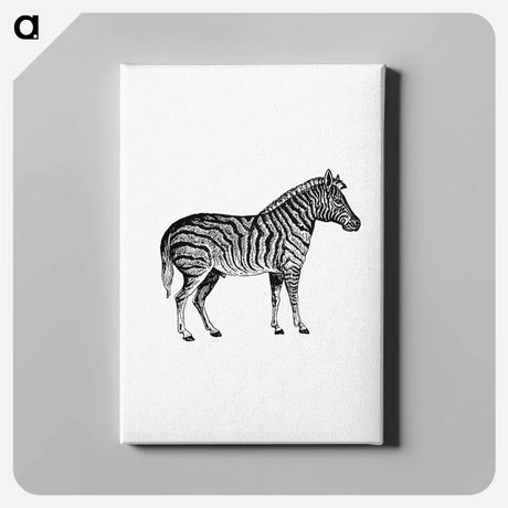 アートパネル-Zebra from Adventures in the Far Interior of South Africa
 - 大英図書館 Canvas.
