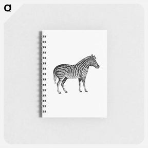 アートメモ帳-Zebra from Adventures in the Far Interior of South Africa
 - 大英図書館 Memo.