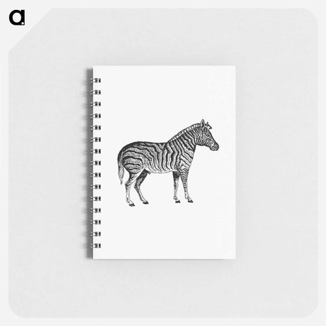 アートメモ帳-Zebra from Adventures in the Far Interior of South Africa
 - 大英図書館 Memo.