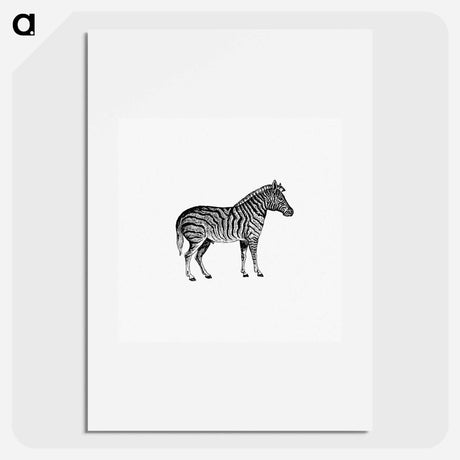 アートポスター-Zebra from Adventures in the Far Interior of South Africa
 - 大英図書館 Poster.