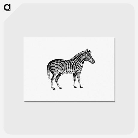 アートポストカード-Zebra from Adventures in the Far Interior of South Africa
 - 大英図書館 Postcard.