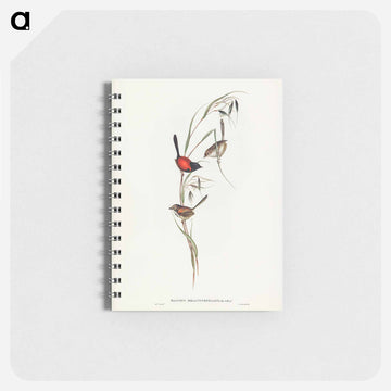 Black-headed Wren
 - ジョン グールド Memo.