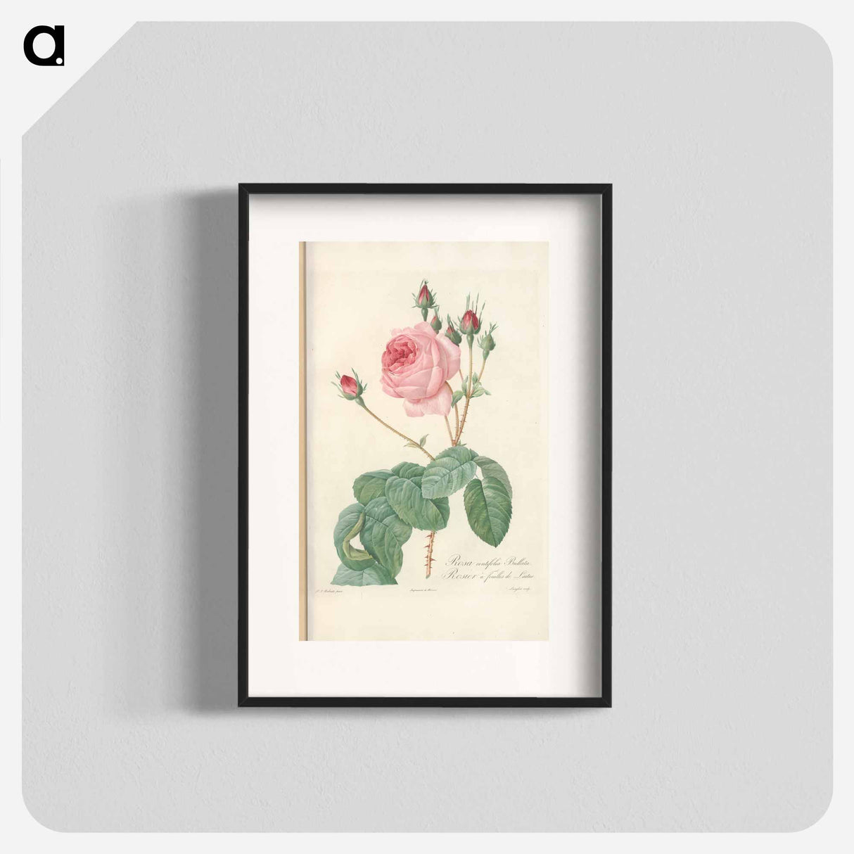 Rose illustration - Pierre Joseph Redouté Poster.