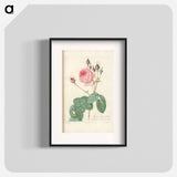 Rose illustration - Pierre Joseph Redouté Poster.