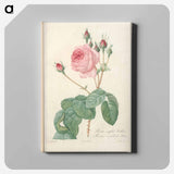 アートパネル-Rose illustration - ピエール ジョゼフ ルドゥーテ Canvas.