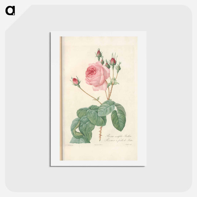 アートポストカード-Rose illustration - ピエール ジョゼフ ルドゥーテ Postcard.