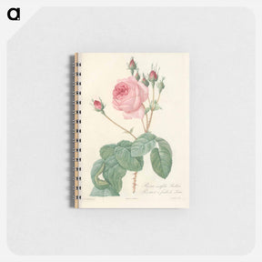 アートメモ帳-Rose illustration - ピエール ジョゼフ ルドゥーテ Memo.