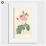 Rose illustration - Pierre Joseph Redouté Poster.