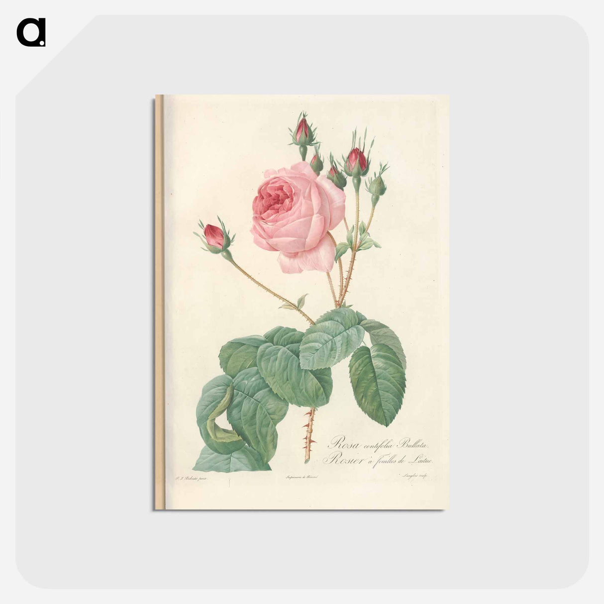 アートポストカード-Rose illustration - ピエール ジョゼフ ルドゥーテ Postcard.
