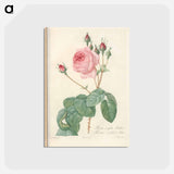 アートポストカード-Rose illustration - ピエール ジョゼフ ルドゥーテ Postcard.