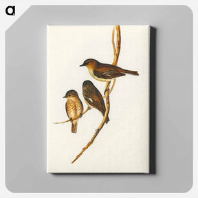 アートパネル-Dusky Robin
 - オーストラリアの鳥 Canvas.
