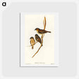 アートポストカード-Dusky Robin
 - オーストラリアの鳥 Postcard.