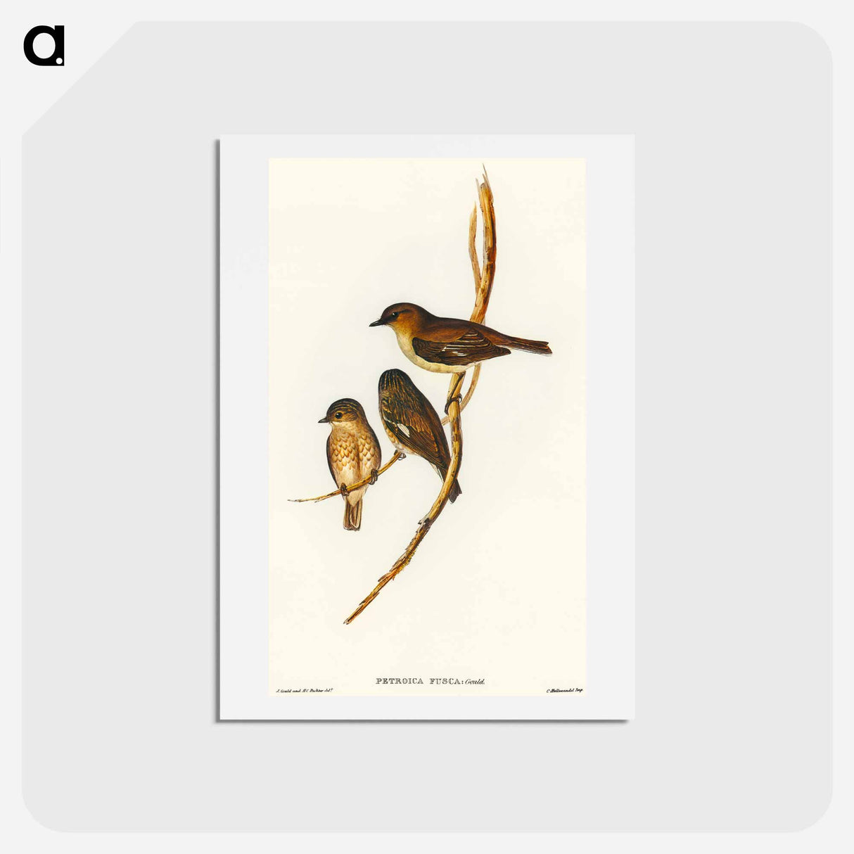 アートポストカード-Dusky Robin
 - オーストラリアの鳥 Postcard.