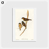 アートポストカード-Dusky Robin
 - オーストラリアの鳥 Postcard.
