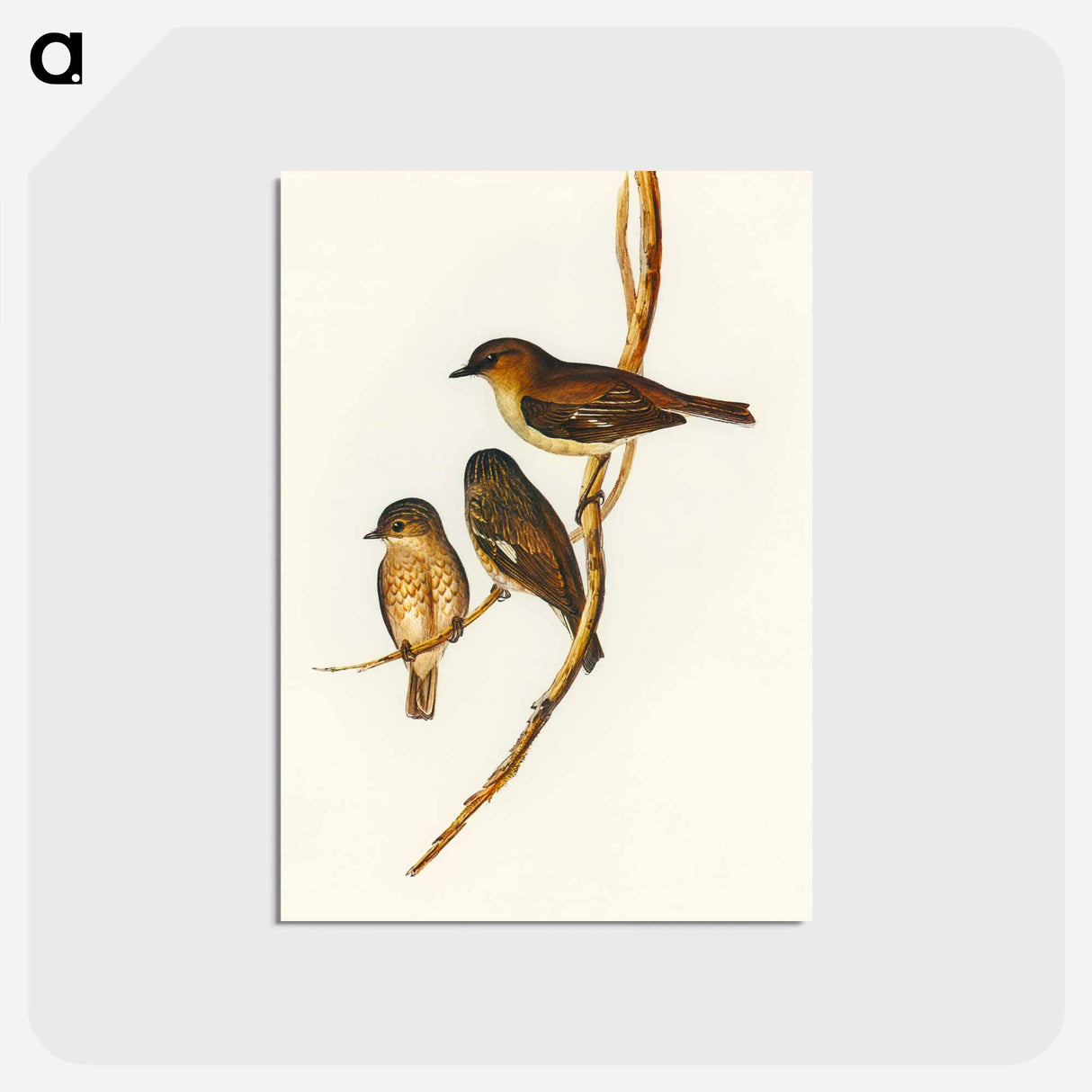 アートポストカード-Dusky Robin
 - オーストラリアの鳥 Postcard.