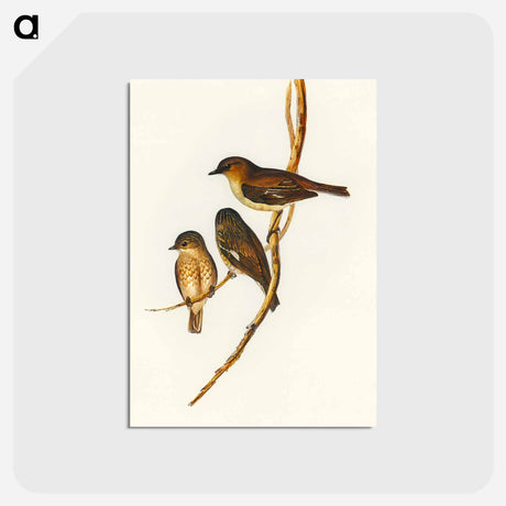 アートポストカード-Dusky Robin
 - オーストラリアの鳥 Postcard.