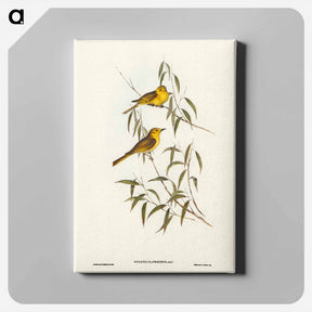 アートパネル-Yellow-tinted Honey-eater
 - ジョン グールド Canvas.