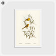 アートポストカード-Yellow-tinted Honey-eater
 - ジョン グールド Postcard.