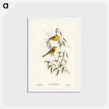 アートポストカード-Yellow-tinted Honey-eater
 - ジョン グールド Postcard.