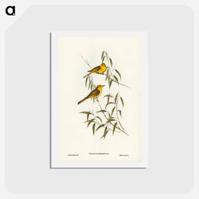 アートポストカード-Yellow-tinted Honey-eater
 - ジョン グールド Postcard.