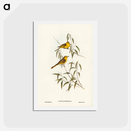 アートポストカード-Yellow-tinted Honey-eater
 - ジョン グールド Postcard.