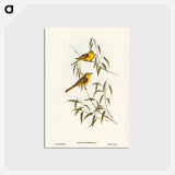 アートポストカード-Yellow-tinted Honey-eater
 - ジョン グールド Postcard.