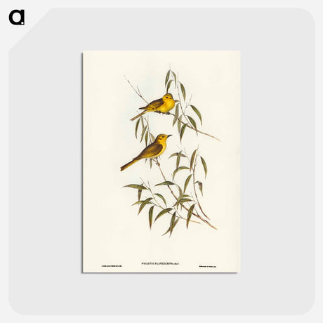 アートポストカード-Yellow-tinted Honey-eater
 - ジョン グールド Postcard.