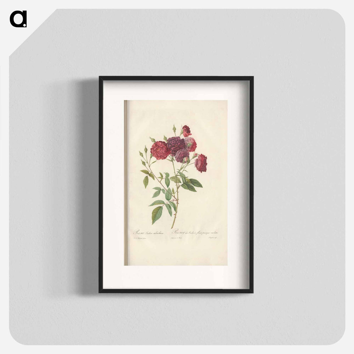 Rose illustration - Pierre Joseph Redouté Poster.